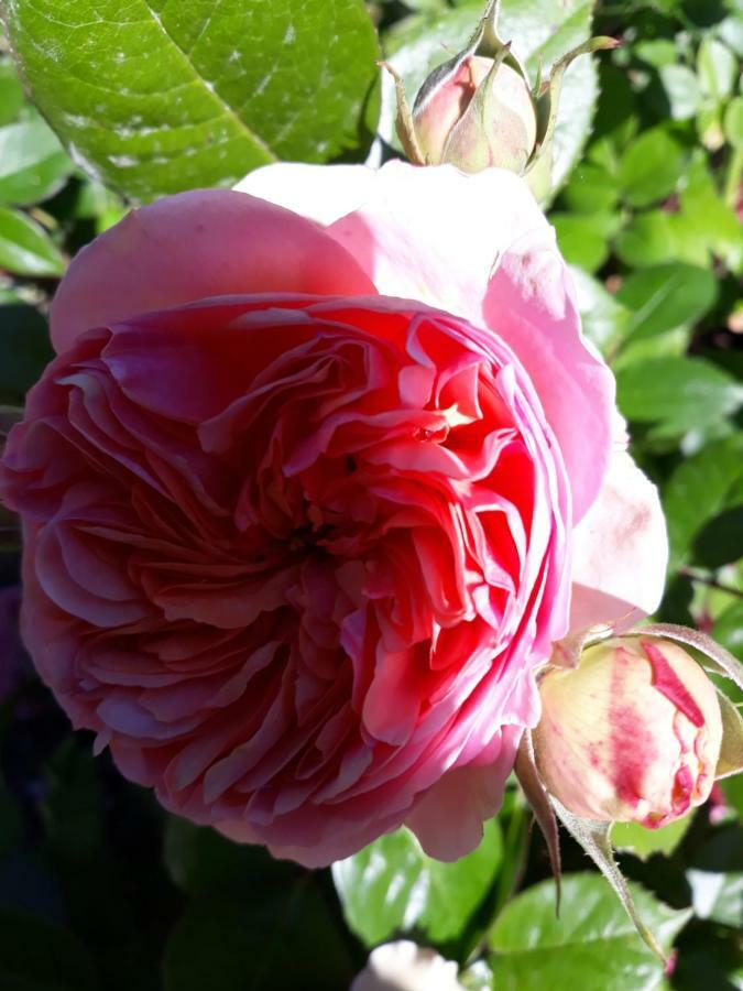 My Little Garden -parking Gratuit 500m -coeur Historique -la Clef De Honfleur